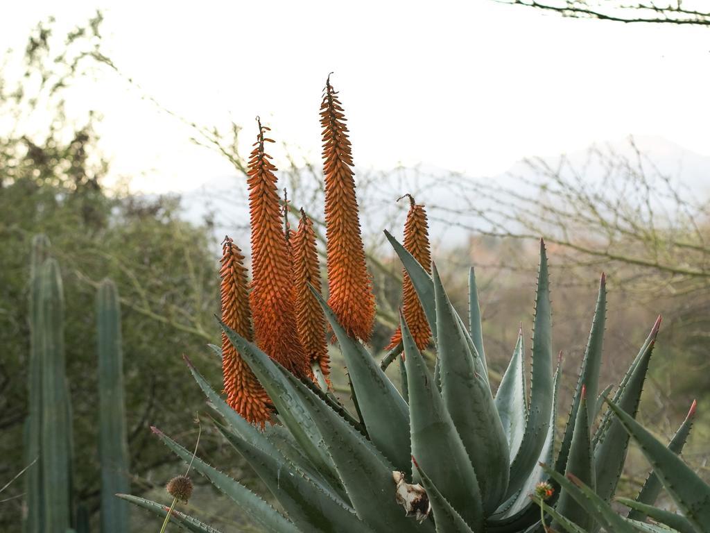 Aloe Manor Hotell Oudtshoorn Eksteriør bilde