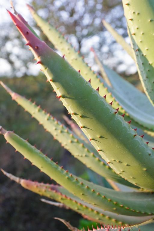 Aloe Manor Hotell Oudtshoorn Eksteriør bilde